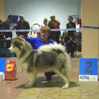 IX национальная Монопородная выставка Собак Северных Ездовых Пород в г. Москва, Прада