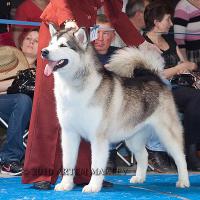 Легенда от Филипповой - лучший юниор, лучший представитель породы, юный чемпион клуба северных ездовых собак