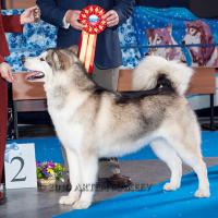 Легенда от Филипповой - лучший юниор, лучший представитель породы, юный чемпион клуба северных ездовых собак