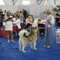 Сочи 2011 Интернациональная выставка собак всех пород CACIB 